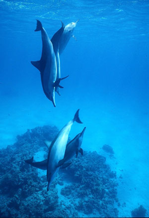 Dolphins swim in the Red Sea, south of Jeddah, in Saudi Arabia