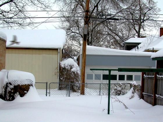 2006 blizzard - back yard