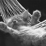cat_hammock