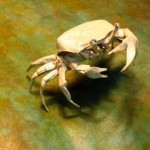 fiddlercrabsm