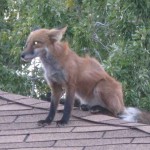 foxonroof