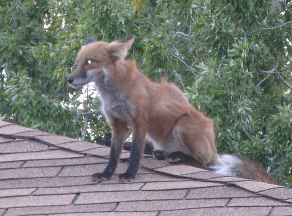 fox on roof