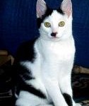 kitler50