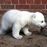 knut