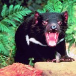 tasmanian_devil
